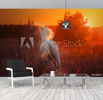 Picture of White horse